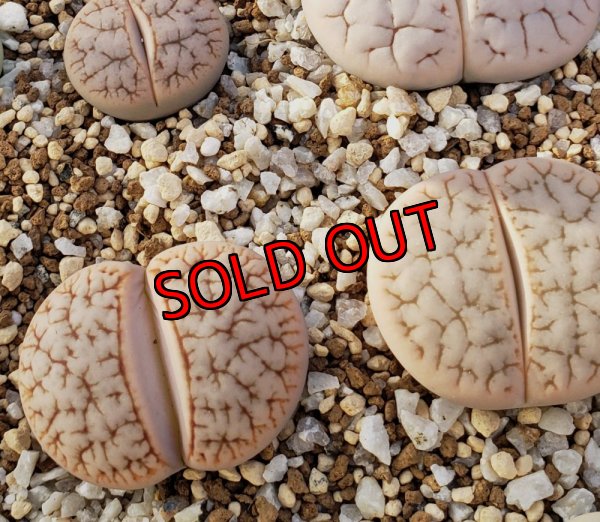 画像1: "Pulmonuncula" C71【25-10】