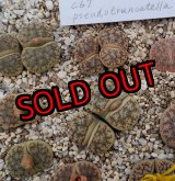 画像:  ssp. Pseudotruncatella C67【25-10】