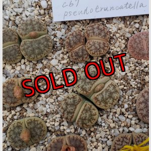 画像:  ssp. Pseudotruncatella C67【25-10】
