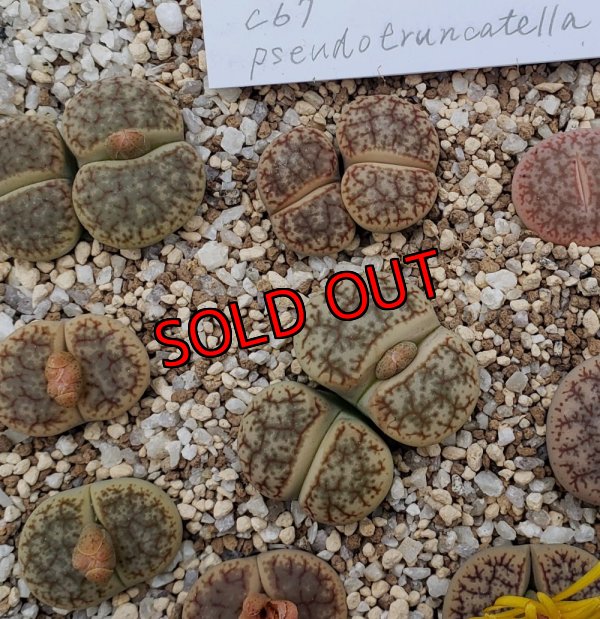 画像1:  ssp. Pseudotruncatella C67【25-10】