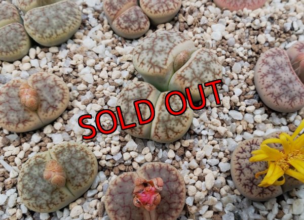 画像2:  ssp. Pseudotruncatella C67【25-10】