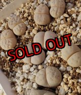 画像: C101 ruschiorum v. ruschiorum/2H【25-10】