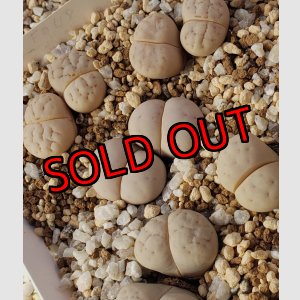 画像: C101 ruschiorum v. ruschiorum/2H【25-10】