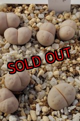 画像: C102 ruschiorum v. ruschiorum nelii /2H  【25-10】