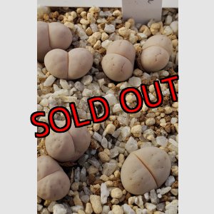 画像: C102 ruschiorum v. ruschiorum nelii /2H  【25-10】