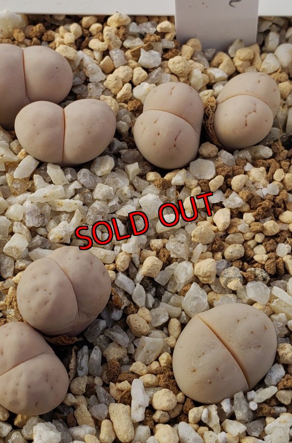 画像1: C102 ruschiorum v. ruschiorum nelii /2H  【25-10】