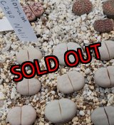 画像: C240 ruschiorum v. ruschiorum【25-10】