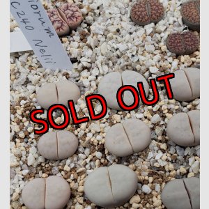 画像: C240 ruschiorum v. ruschiorum【25-10】