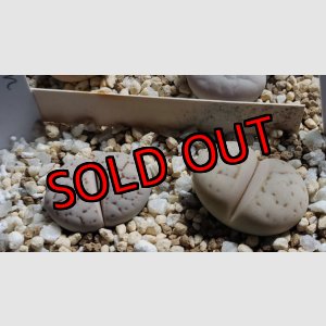 画像: C241 ruschiorum v. ruschiorum   【25-10】