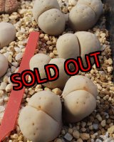 画像: EH289 ruschiorum /2H  【25-10】