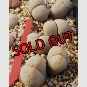 画像: EH289 ruschiorum /2H  【25-10】