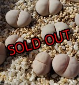 画像: C316 ruschiorum v. ruschiorum nelii 【25-10】