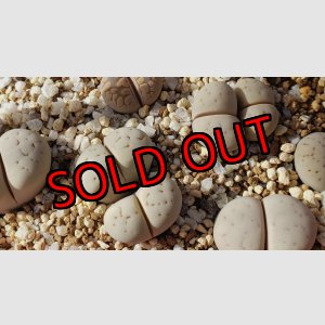 画像: C387 ruschiorum v. ruschiorum【25-10】