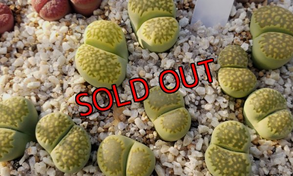 画像2: C351A　Mala chite/2H  【25-10】