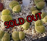 画像: C351A　Mala chite/2H  【25-10】