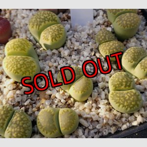 画像: C351A　Mala chite/2H  【25-10】