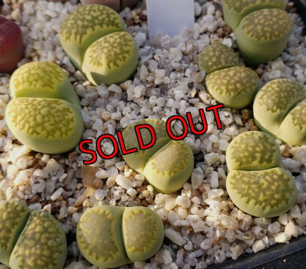 画像1: C351A　Mala chite/2H  【25-10】