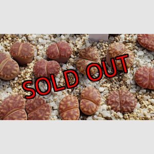 画像: bromfieldii C41     【25-10】