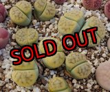 画像: schwantesilV.rugosa shagreen/2H【25-10】