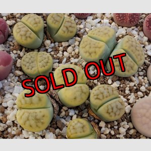 画像: schwantesilV.rugosa shagreen/2H【25-10】