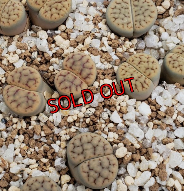 画像2:  v. urikosensis "Christinae" /2H【25-10】