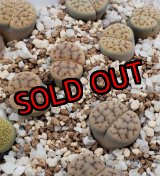 画像:  v. urikosensis "Christinae" /2H【25-10】