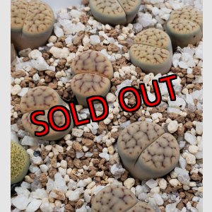 画像:  v. urikosensis "Christinae" /2H【25-10】