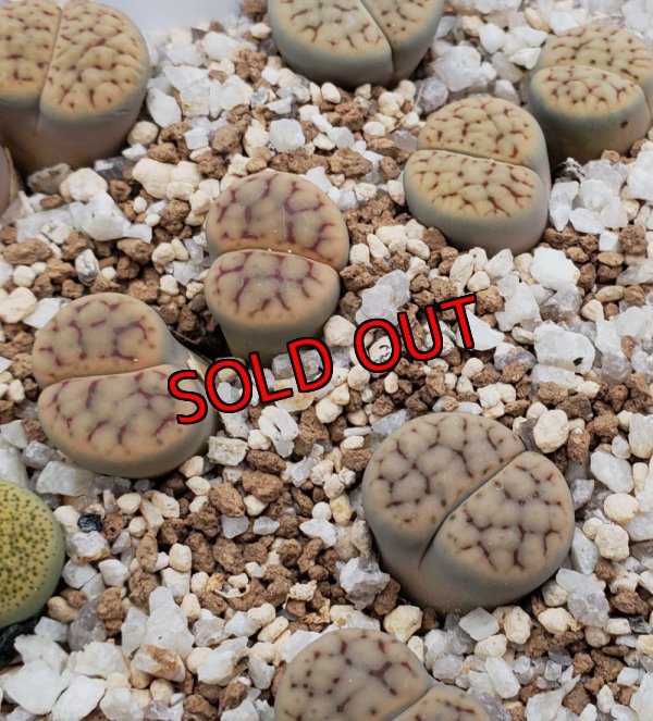 画像1:  v. urikosensis "Christinae" /2H【25-10】