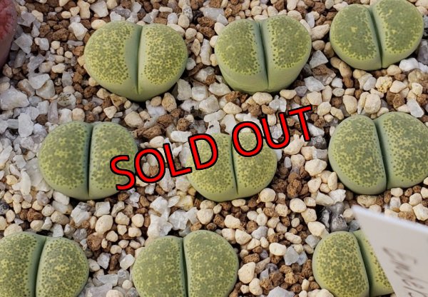 画像2: Green Sandpoort 【25-10】