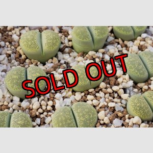 画像: Green Sandpoort 【25-10】