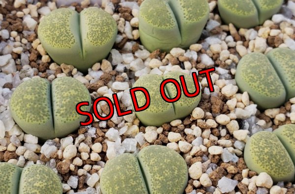 画像1: Green Sandpoort 【25-10】