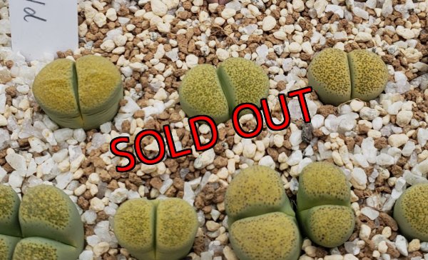 画像2: Speckled Gold’ C345A【25-10】