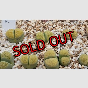 画像: Speckled Gold’ C345A【25-10】