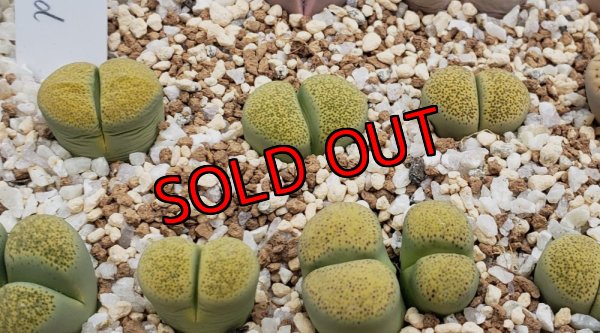 画像1: Speckled Gold’ C345A【25-10】