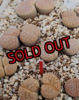 画像: C281 vallis-mariae【25-10】