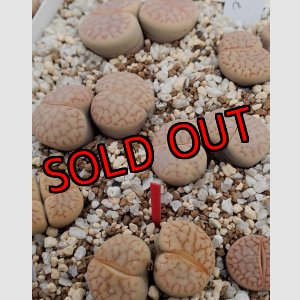 画像: C281 vallis-mariae【25-10】