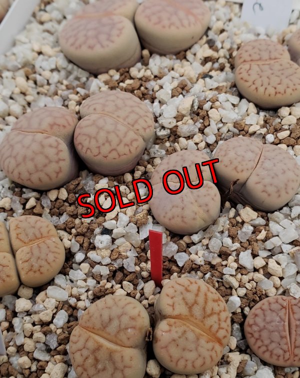 画像1: C281 vallis-mariae【25-10】