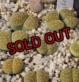 画像: ex,C229B Chrysoberyl【25-10】