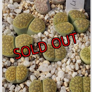 画像: ex,C229B Chrysoberyl【25-10】