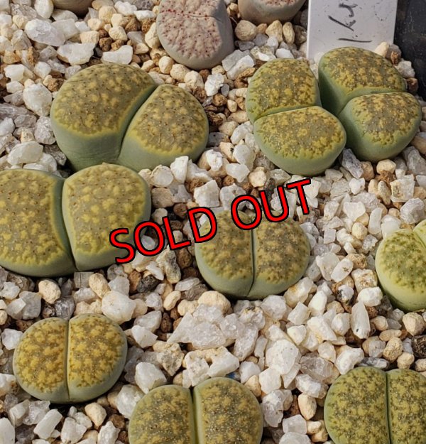 画像1: ex,C229B Chrysoberyl【25-10】