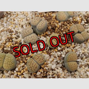 画像: verruculosa 'Verdigris' ex SH【25-10】