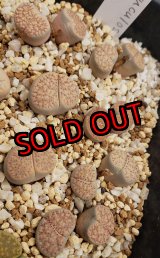 画像: C177 verruculosa v. glabra【25-10】