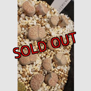 画像: C177 verruculosa v. glabra【25-10】