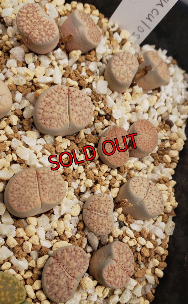 画像1: C177 verruculosa v. glabra【25-10】