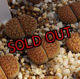 画像: verruculosa C230-C【25-10】