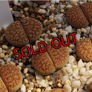 画像: verruculosa C230-C【25-10】