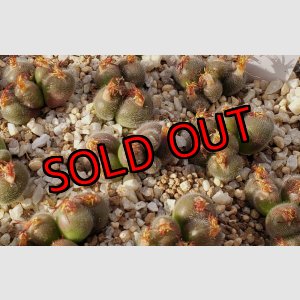 画像: stephanii ssp. helmutii SB1120【25-12】