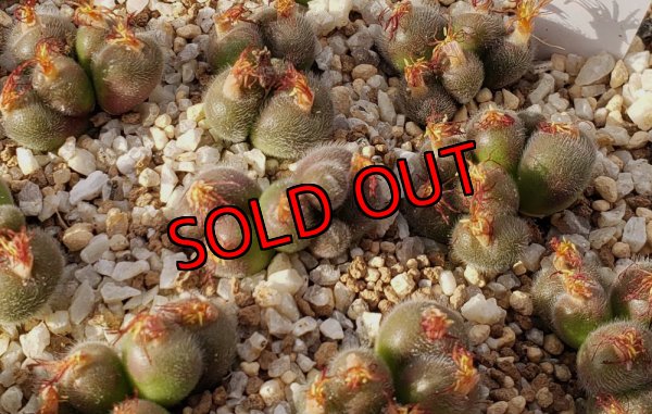 画像1: stephanii ssp. helmutii SB1120【25-12】