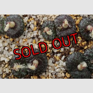 画像: mundum LAV28653 NS4　【25-12】