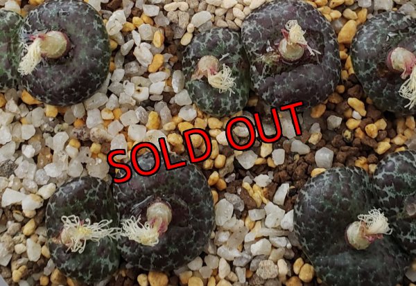 画像1: mundum LAV28653 NS4　【25-12】